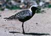 grey plover